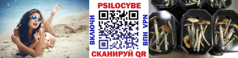 Псилоцибиновые грибы Cubensis  Каргат 